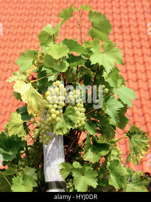 vineyard Stock Photo