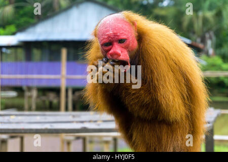 Closeup view of a Bald Uakari Monkey eating near Iquitos, Peru Stock Photo