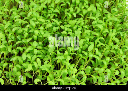 Garden cress (Lepidium sativum) Stock Photo