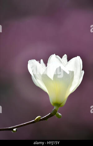 Yulan magnolia (Magnolia denudata Desr.), Baden-Württemberg, Germany Stock Photo