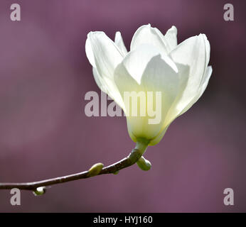 Yulan magnolia (Magnolia denudata Desr.), Baden-Württemberg, Germany Stock Photo