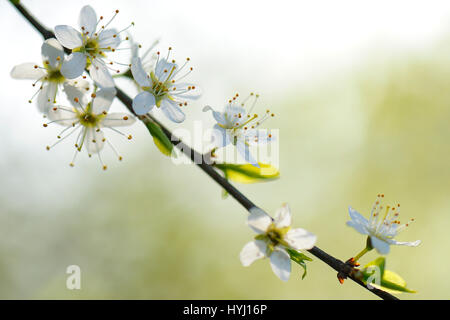 Flowers, blackthorn (Prunus spinosa), Rheinberg, Lower Rhine, North Rhine-Westphalia, Germany Stock Photo
