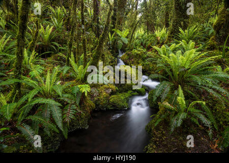 Stream with ferns in the dense rainforest, Fiordland National Park, Southland, New Zealand Stock Photo