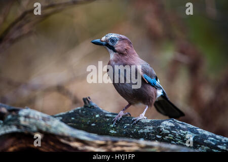 The beautiful, but shy, Eurasian jay (Garrulus glandarius), in half profile with a nice early spring colored bokeh in the  background. Stock Photo