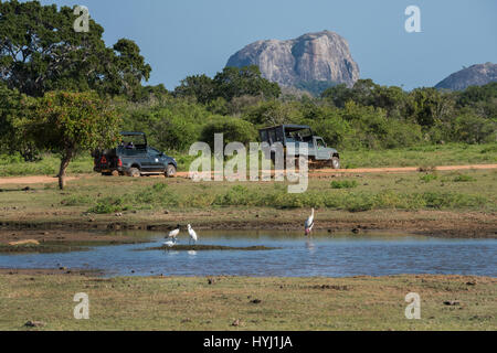 Sri Lanka, Yala National Park aka Ruhuna National Park (block 1) est. in 1900. Scenic view of landmark Elephant Rock, game drive jeeps on road, stork  Stock Photo