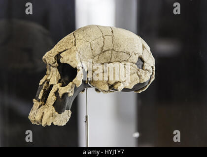 Prehistoric human skulls, detail of history of mankind, archeology Stock Photo