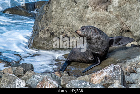 New Zealand fur seal/kekeno Stock Photo