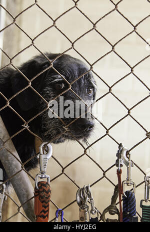 Caged and abandoned dogs, detail of street animals, animal abuse Stock Photo