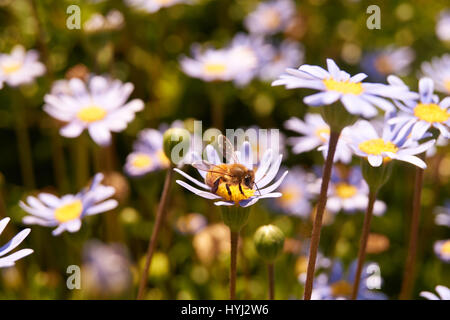 close up of bee on daisy