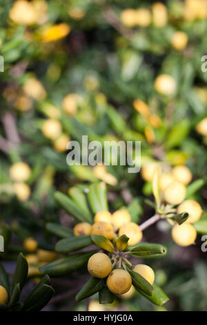 Olive Tree Stock Photo