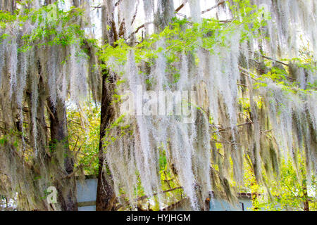 swamp trees in swamp water with spanish moss Stock Photo