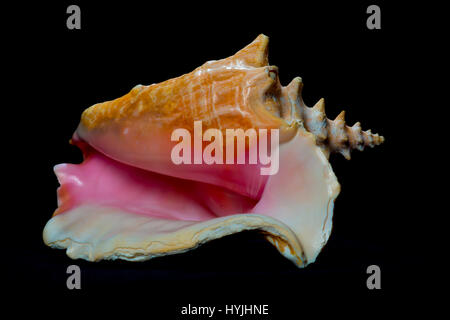 conch shell on black Stock Photo