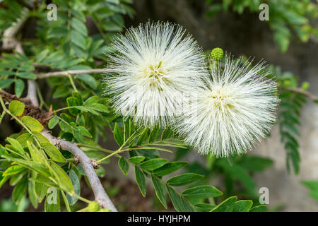 Mimosa with white flowers Stock Photo