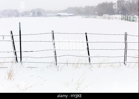 Barbed wire fence in fresh April snowstorm: Vandaveer Ranch; Salida; Colorado; USA Stock Photo