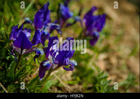 Beautiful wild spring flower, Irises Stock Photo
