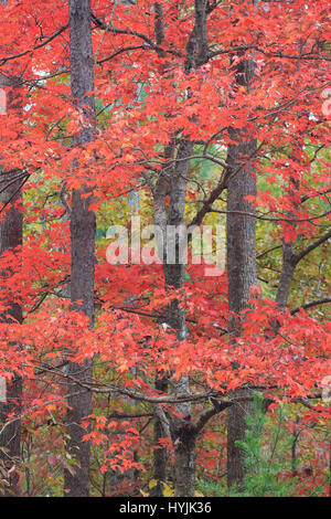 Sweet gum tree red autumn leaf on the bluish stone Liquidambar ...