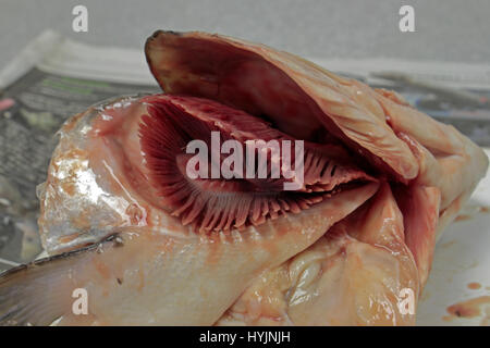 Exposing the gills of a salmon fish head during a dissection in a UK school. Stock Photo