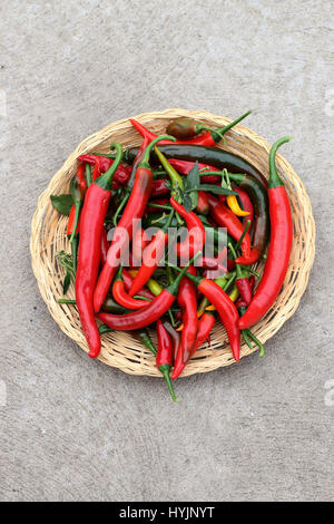 Freshly picked homegrown chilis Stock Photo