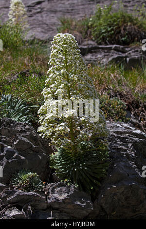 Pyrenean saxifrage Saxifraga longifolia Ossoue Valley Hautes Pyrenees Pyrenees National Park France Stock Photo