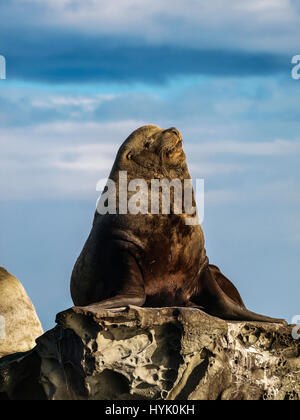 A dominant male Steller Sea Lion having a nap. Stock Photo