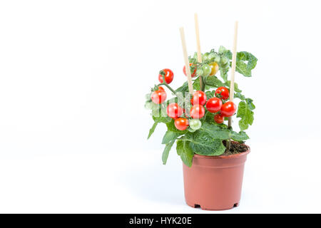 Single home cultivated organic cherry tomatoes tree with mini red fresh tomatoes hanging on it, planted in a brown pot with white background Stock Photo