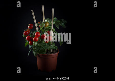 Single home cultivated organic cherry tomatoes tree with mini red fresh tomatoes hanging on it, planted in a brown pot with black background Stock Photo