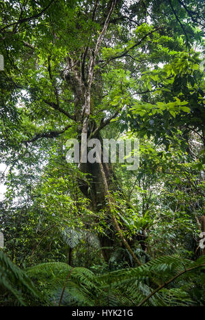 A tall tree in tropical, sub-montane rainforest. Stock Photo