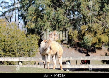 Alpaca - Orana Wildlife Park, Christchurch, New Zealand. Stock Photo