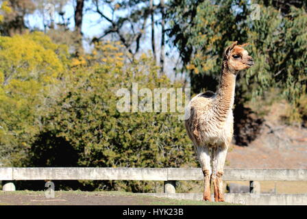 Alpaca - Orana Wildlife Park, Christchurch, New Zealand. Stock Photo