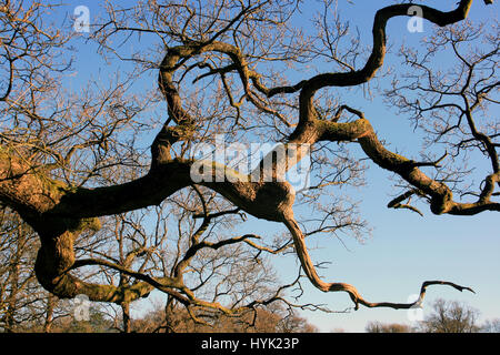 Ancient Oak Tree branches. Twisted branches against a blue sky.