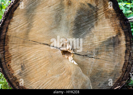 sawed off tree close-up Stock Photo