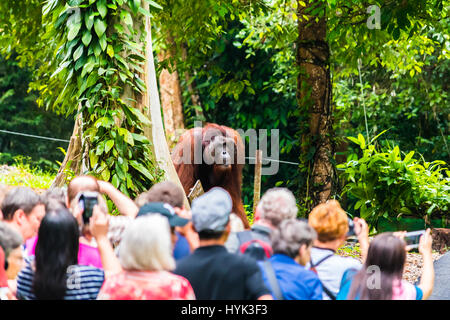 dominant male orang Stock Photo