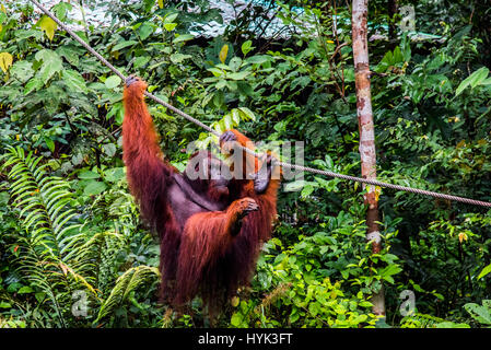 dominant male orang Stock Photo