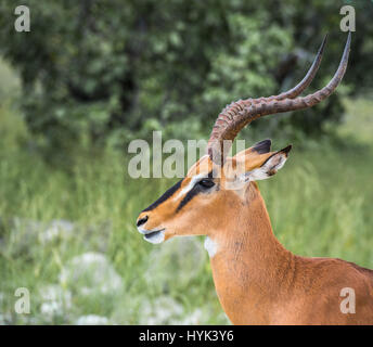 Black-faced impala in Etosha national park, Namibia Stock Photo