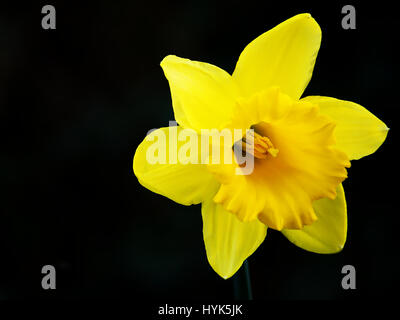 Yellow daffodil flower on dark background,not cut out,not isolated.UK nature in spring,Stoke on Trent,Staffordshire,United Kingdom. Stock Photo