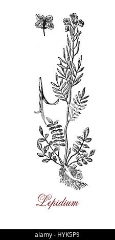 XIX century engraving of  lepidium or peppercress, plant of the mustard/cabbage family with small leaves and small yellow flowers. All part of the plant are edible. Stock Photo