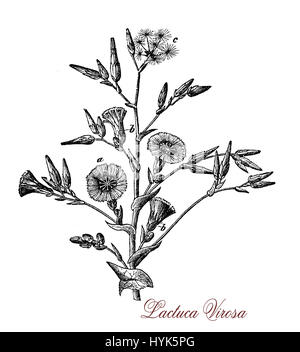 Botanical XIX century engraving of Lactuca virosa or wild lettuce, plant of the lactuca genus used in the 19th century by physicians for its hypnotic and sedative effects when opium could not be obtained Stock Photo