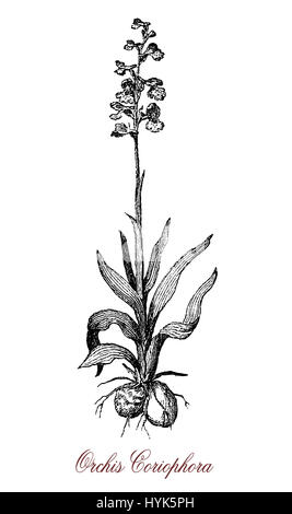Vintage engraving of Orchis coriophora, herbaceous plant very common in Europa with inflorescences of 15-40 small flowers purple or pink. Stock Photo