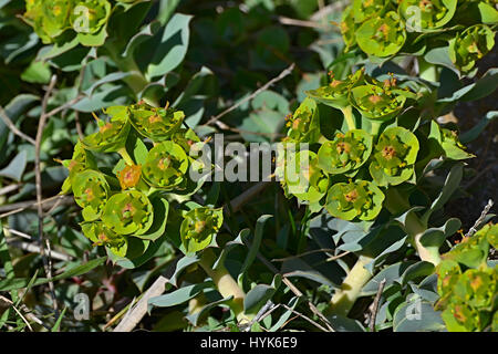 The Myrtle Spurge blossom in the Balkan mountains. The red yellow flowers in early spring. Stock Photo