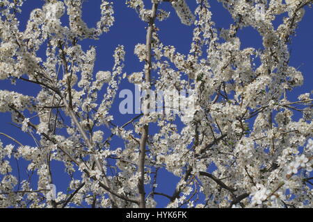 flowering cherry tree background against a blue sky Stock Photo