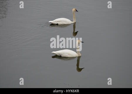 Swans on the water Stock Photo