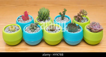 different succulent plants on a wood table Stock Photo