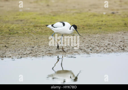 Avocet (Recurvirostra avosetta). The species is the symbol of the Royal Society for the Protection of Birds (RSPB). Stock Photo