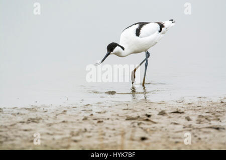 Avocet (Recurvirostra avosetta) foraging on the shoreline. The species is the symbol of the Royal Society for the Protection of Birds (RSPB) Stock Photo