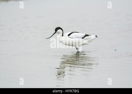 Avocet (Recurvirostra avosetta). The species is the symbol of the Royal Society for the Protection of Birds (RSPB). Stock Photo