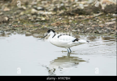 Avocet (Recurvirostra avosetta) foraging on the shoreline. The species is the symbol of the Royal Society for the Protection of Birds (RSPB). Stock Photo