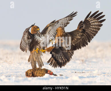 Common Buzzards (Buteo buteo) fighting over a dead hare  in snow, Koros-Maros National Park, Hungary Stock Photo