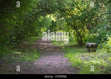 A bench sits looking inviting beside a pathway in a tunnel of green tree leaves, Carr Vale Nature Reserve, Bolsover, Derbyshire, UK Stock Photo