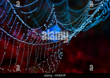 beautiful background with lots of shiny drops of morning dew on a spider web Stock Photo