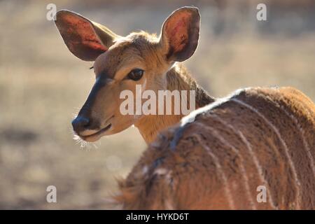 Young female Kudu Stock Photo